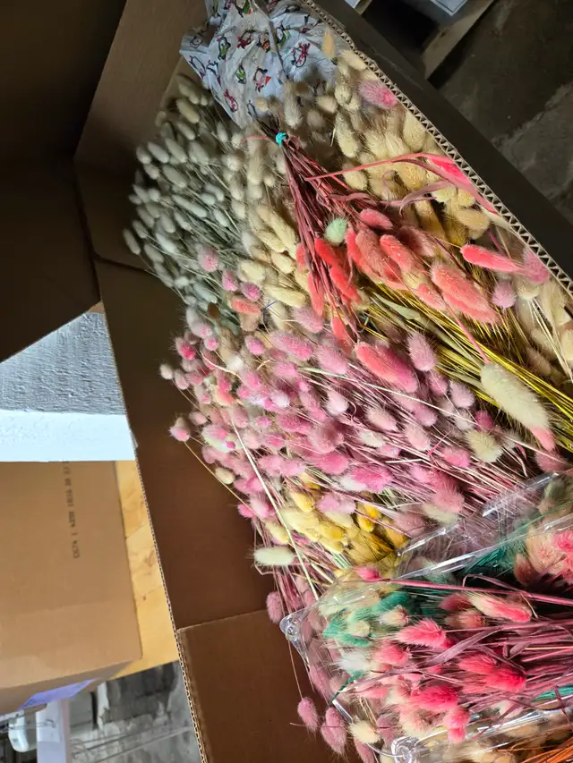 Preserved and Dried Floral  Inventory Lot Sale - Photo 4