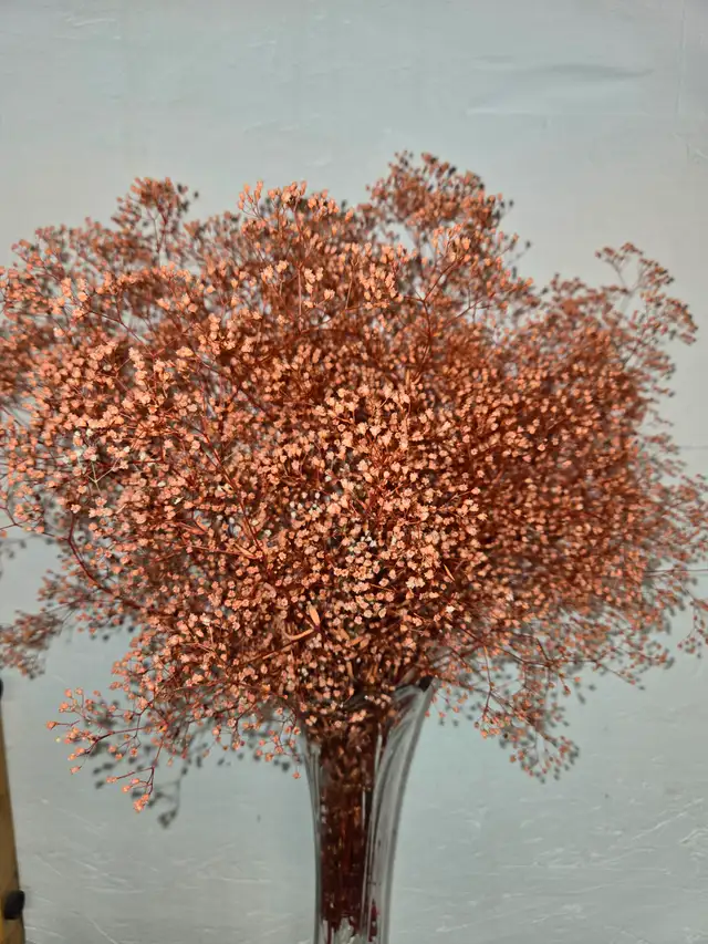 Preserved and Dried Floral  Inventory Lot Sale - Photo 8