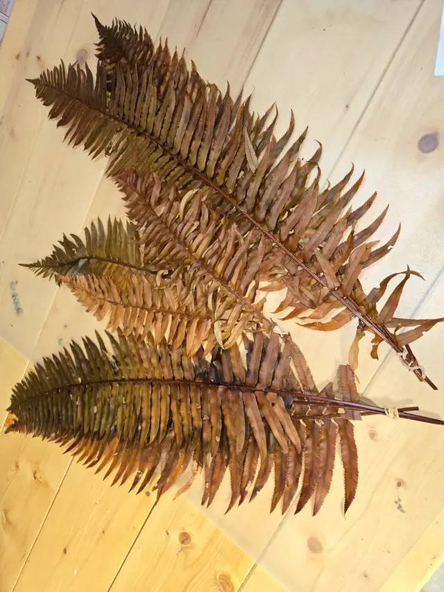 Preserved and Dried Floral  Inventory Lot Sale - Photo 9