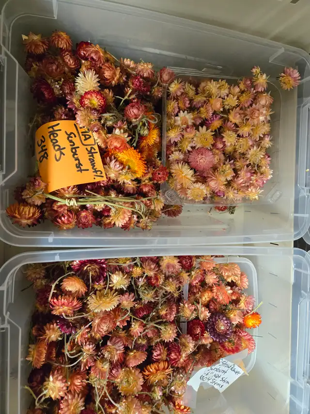 Preserved and Dried Floral  Inventory Lot Sale - Photo 10