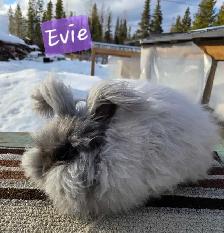English Angora Doe