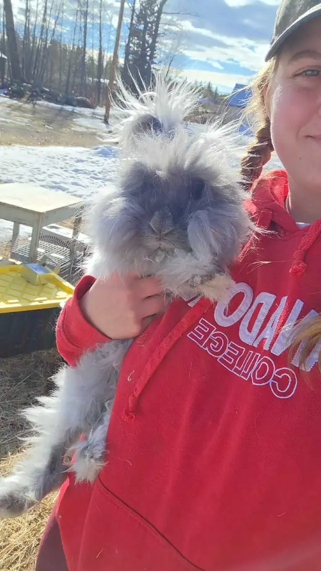 English Angora Doe - Photo 2