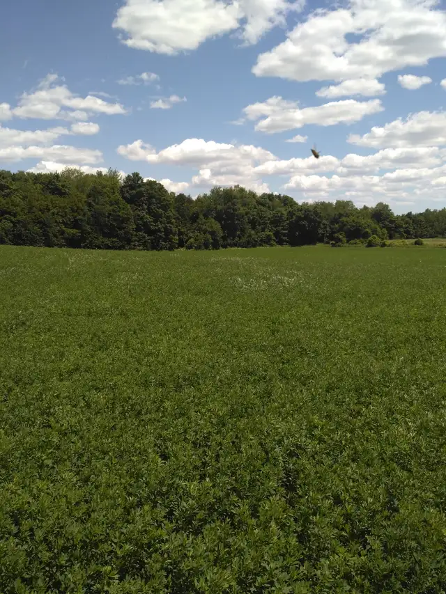 Looking for Farmland to Rent