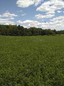 Looking for Farmland to Rent