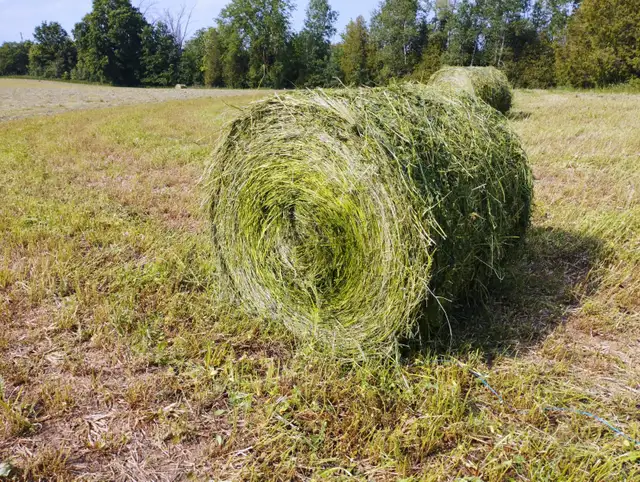 Looking for Farmland to Rent - Photo 2
