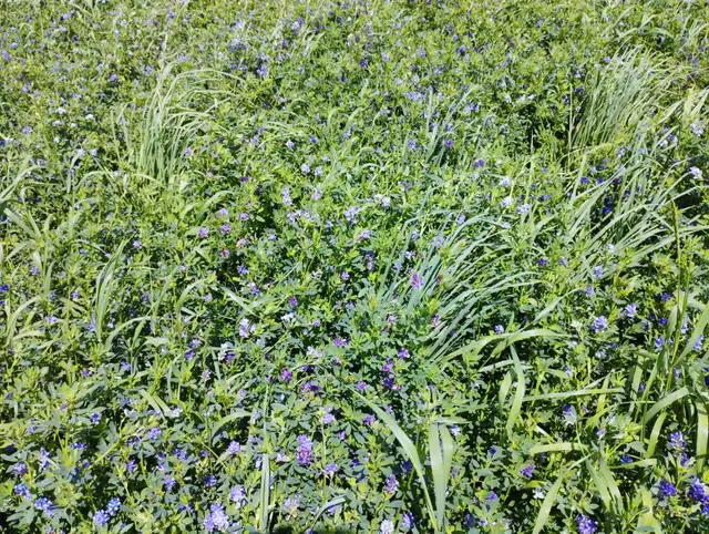 Looking for Farmland to Rent - Photo 3