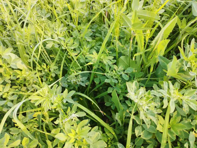 Looking for Farmland to Rent - Photo 4