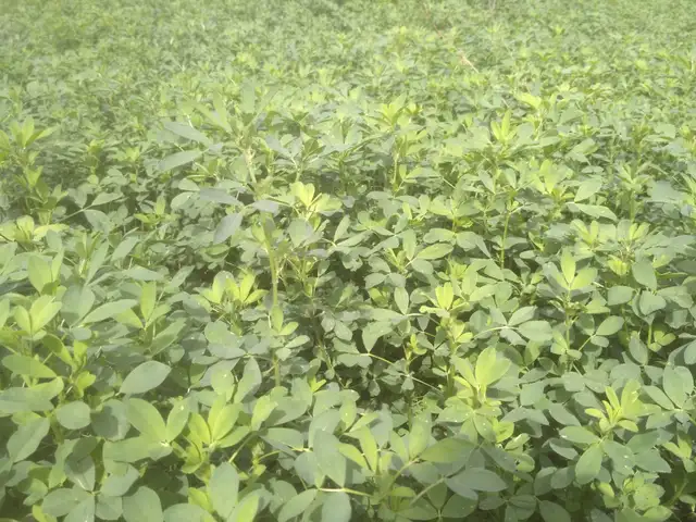 Looking for Farmland to Rent - Photo 5