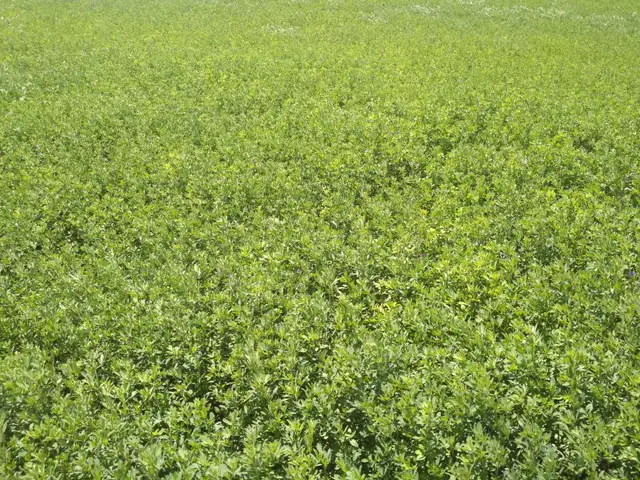 Looking for Farmland to Rent - Photo 6