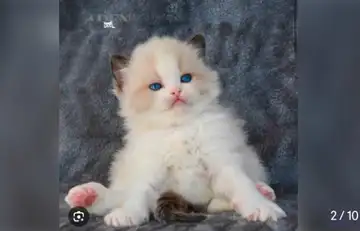 GORGEOUS BABY RAGDOLLS ! BICOLOR BABIES AVAILABLE!!