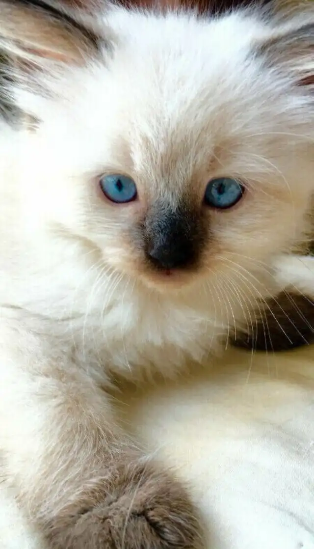 GORGEOUS BABY RAGDOLLS ! BICOLOR BABIES AVAILABLE!! - Photo 9