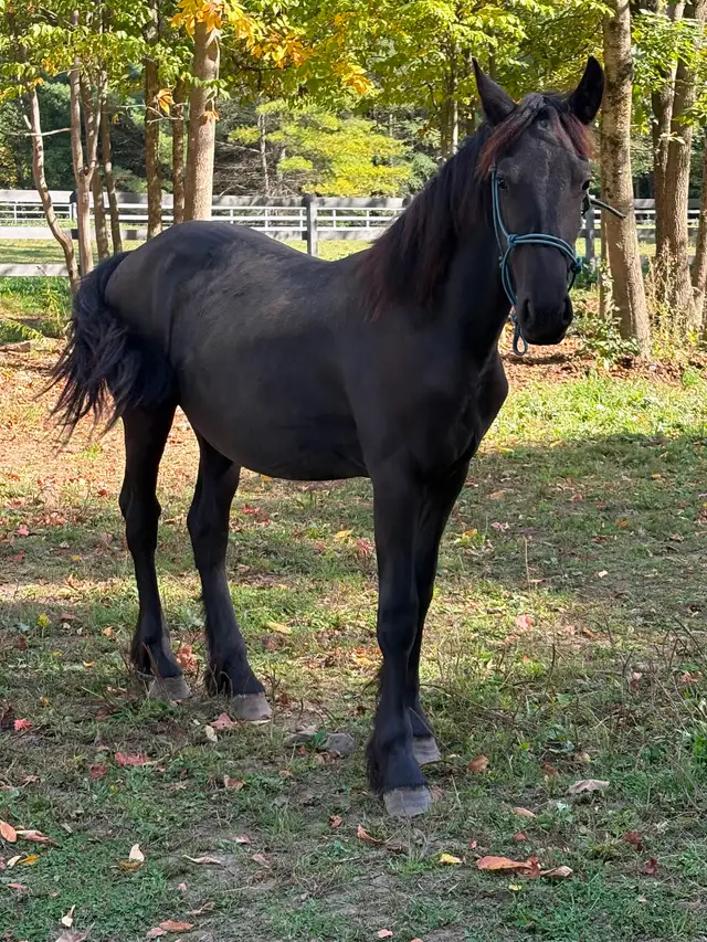 Jument frison  et jeune mâle