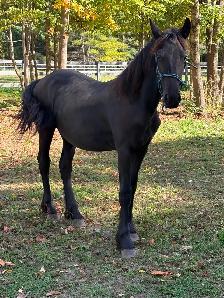 Jument frison  et jeune mâle