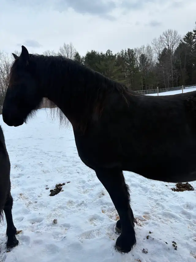 Jument frison  et jeune mâle - Photo 2