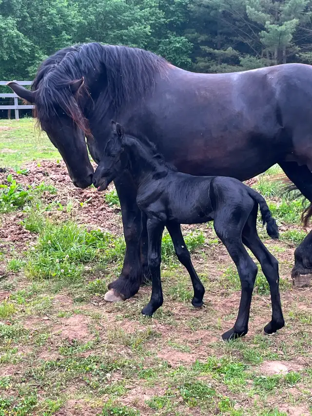 Jument frison  et jeune mâle - Photo 3