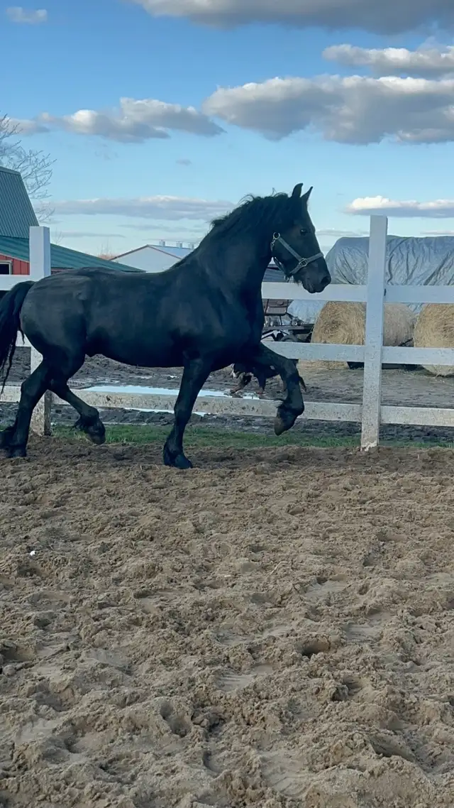Jument frison  et jeune mâle - Photo 4