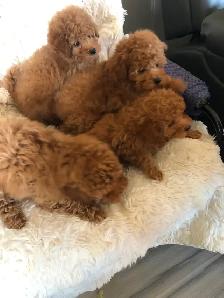 4 red Toy Poodle puppies