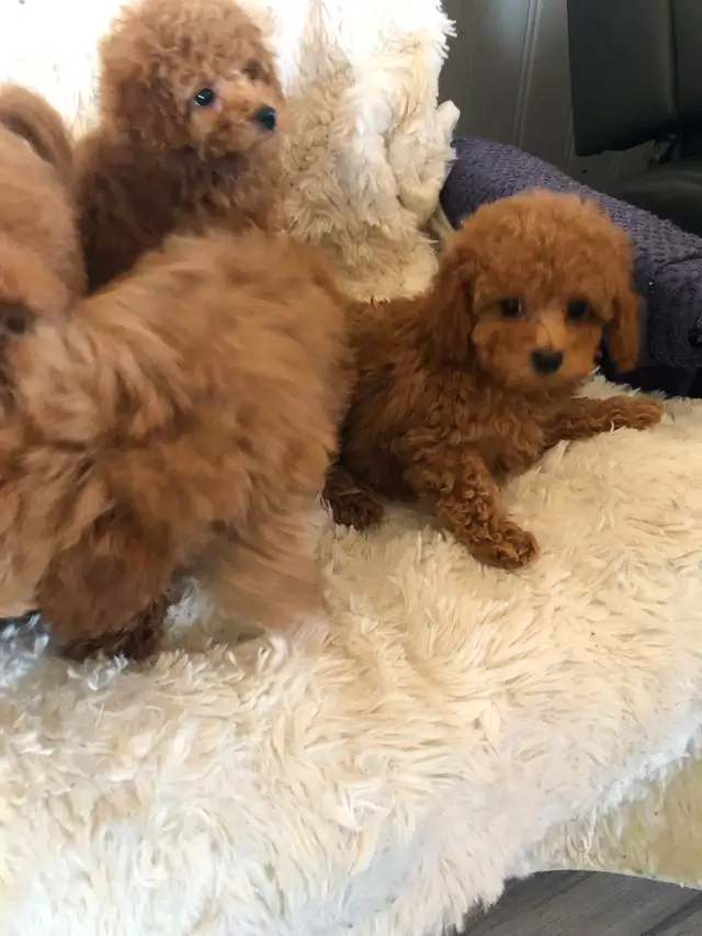 4 red Toy Poodle puppies - Photo 2