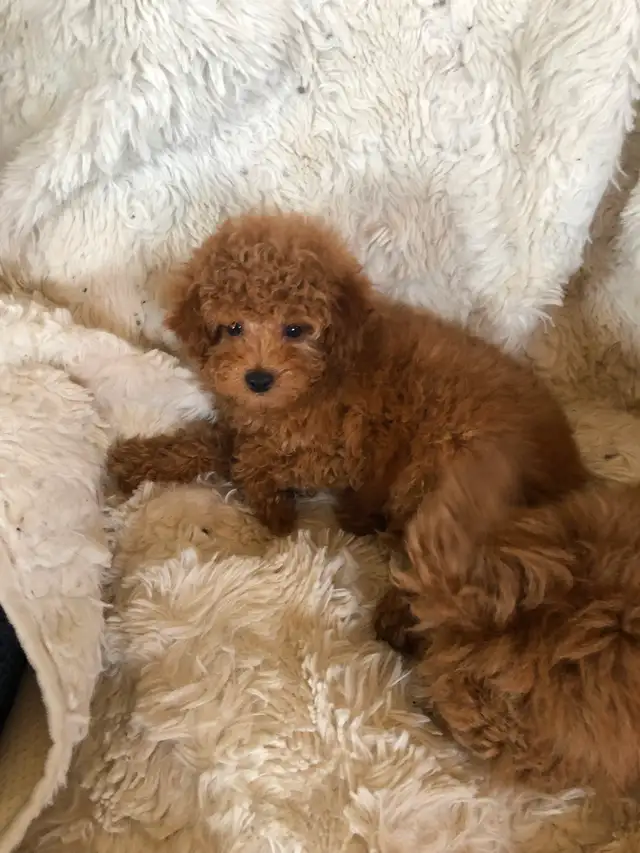 4 red Toy Poodle puppies - Photo 4