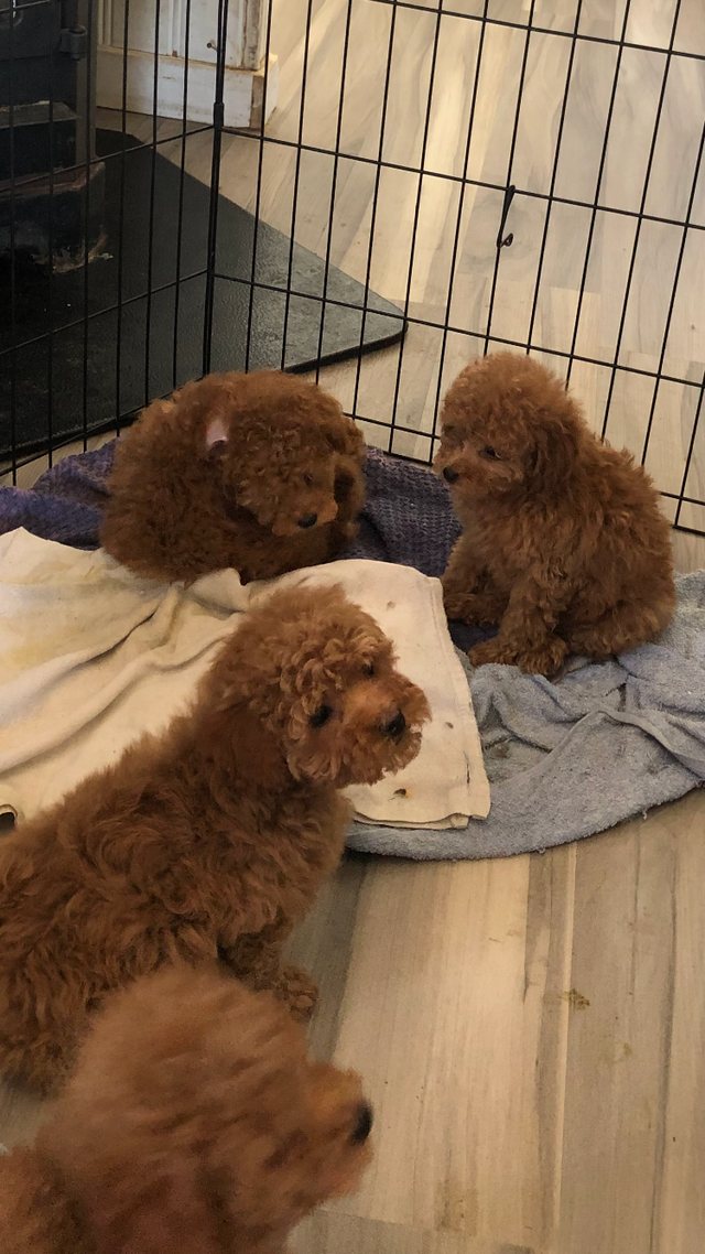 4 red Toy Poodle puppies - Photo 5