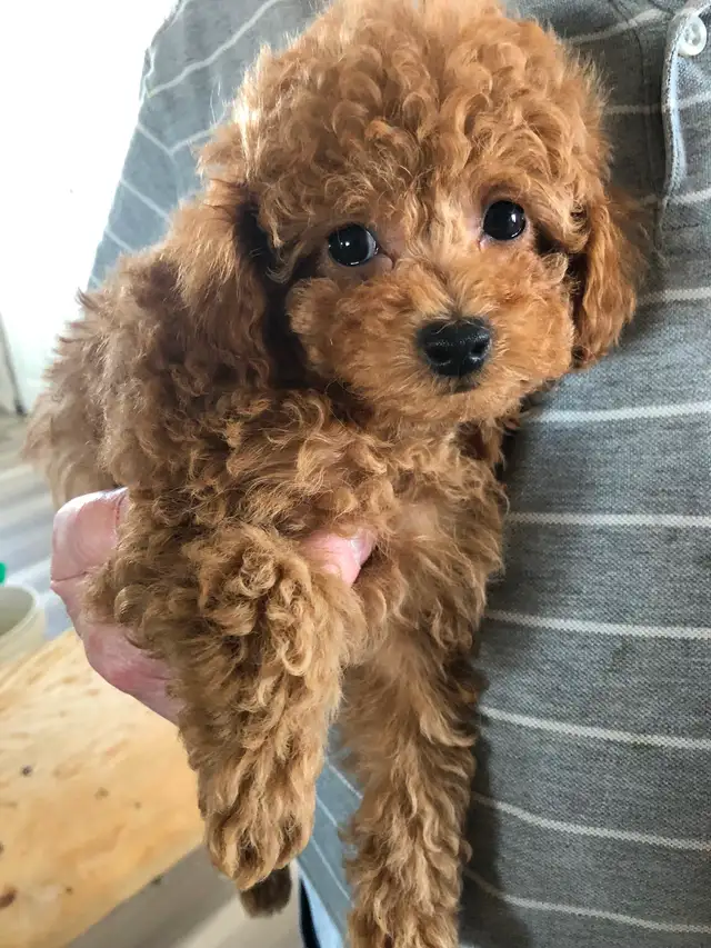4 red Toy Poodle puppies - Photo 6