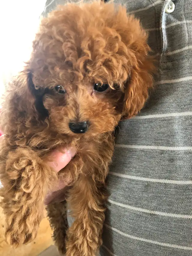 4 red Toy Poodle puppies - Photo 7