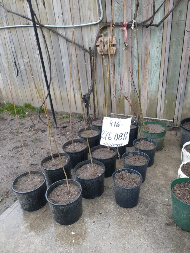 Cherry Tree, plumb tree, Gooseberry, Redcurrant, Rhubabrb - Photo 2