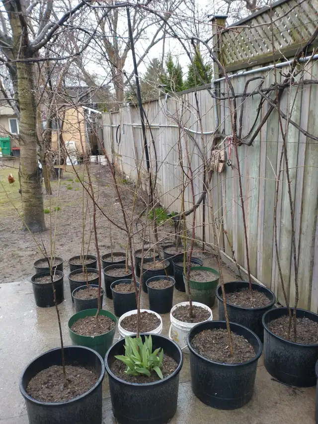 Cherry Tree, plumb tree, Gooseberry, Redcurrant, Rhubabrb - Photo 3