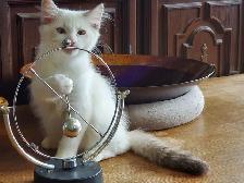 Purebred Ragdoll kittens