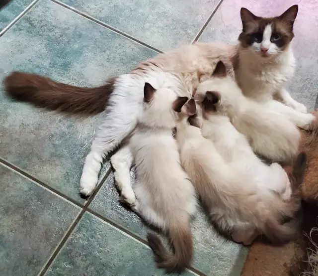 Purebred Ragdoll kittens - Photo 2