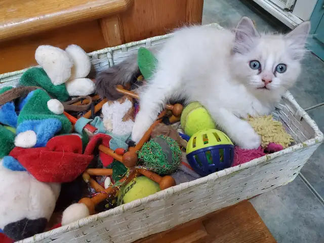 Purebred Ragdoll kittens - Photo 4