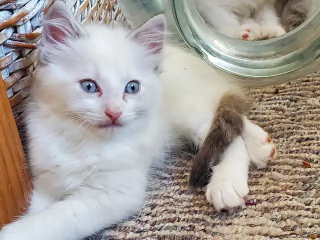 Purebred Ragdoll kittens - Photo 6