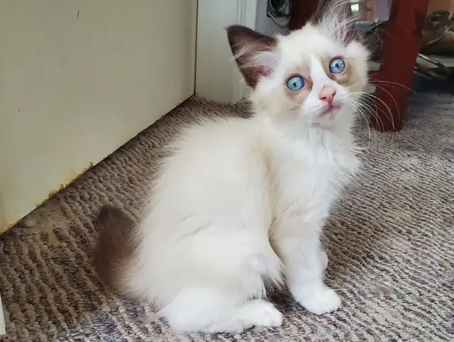 Purebred Ragdoll kittens - Photo 7