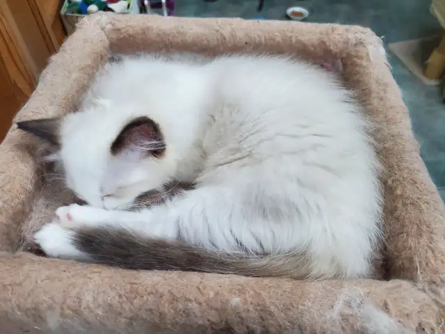 Purebred Ragdoll kittens - Photo 8