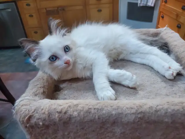 Purebred Ragdoll kittens - Photo 9