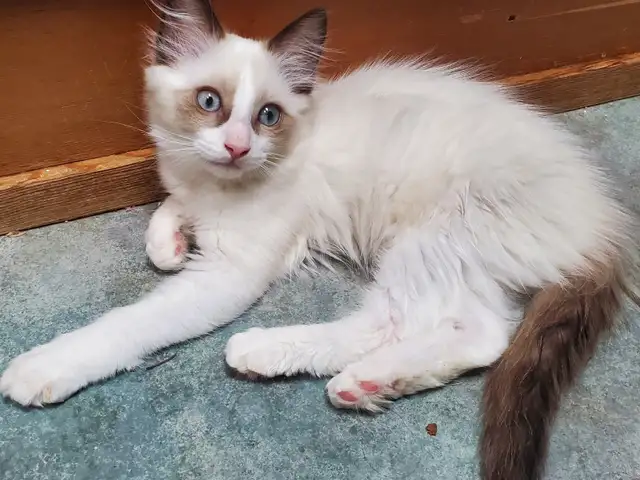 Purebred Ragdoll kittens - Photo 10