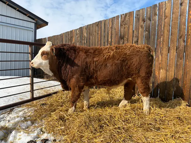 yearling Simmental Bull