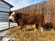 yearling Simmental Bull