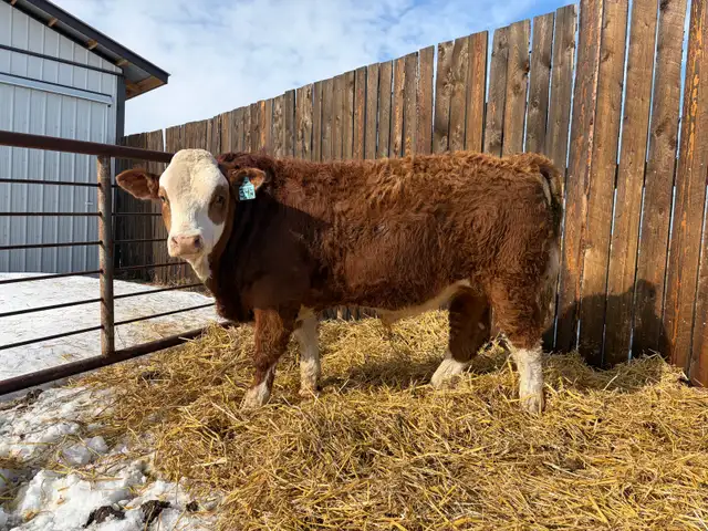 yearling Simmental Bull - Photo 2