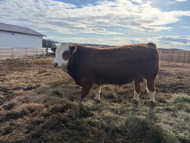 yearling Simmental Bull - Photo 3