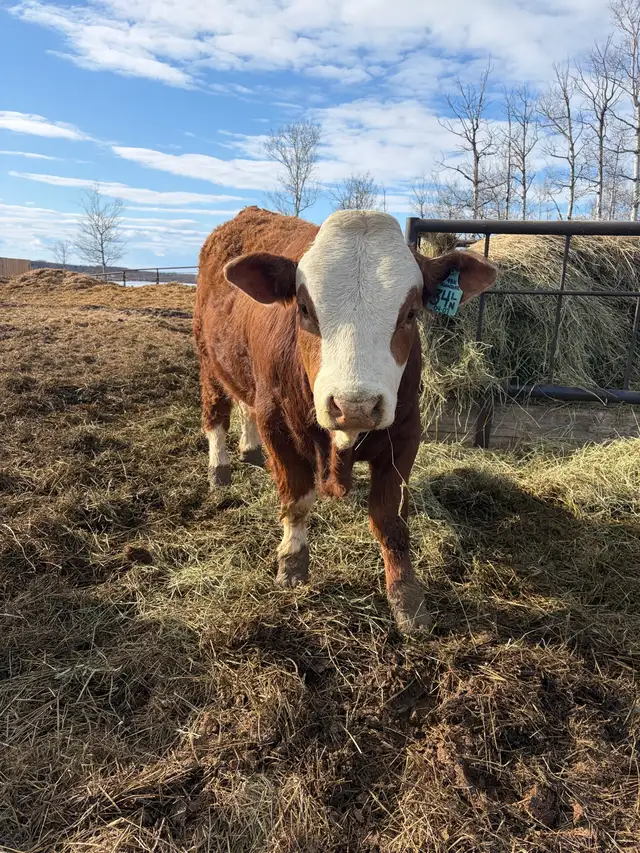 yearling Simmental Bull - Photo 4