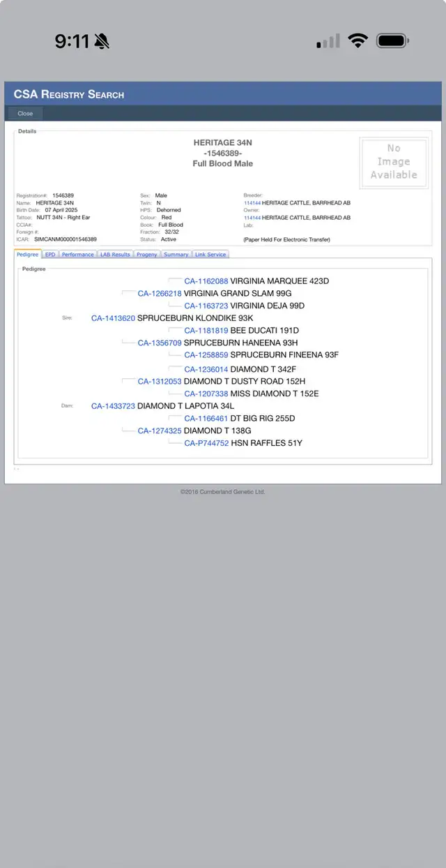 yearling Simmental Bull - Photo 5