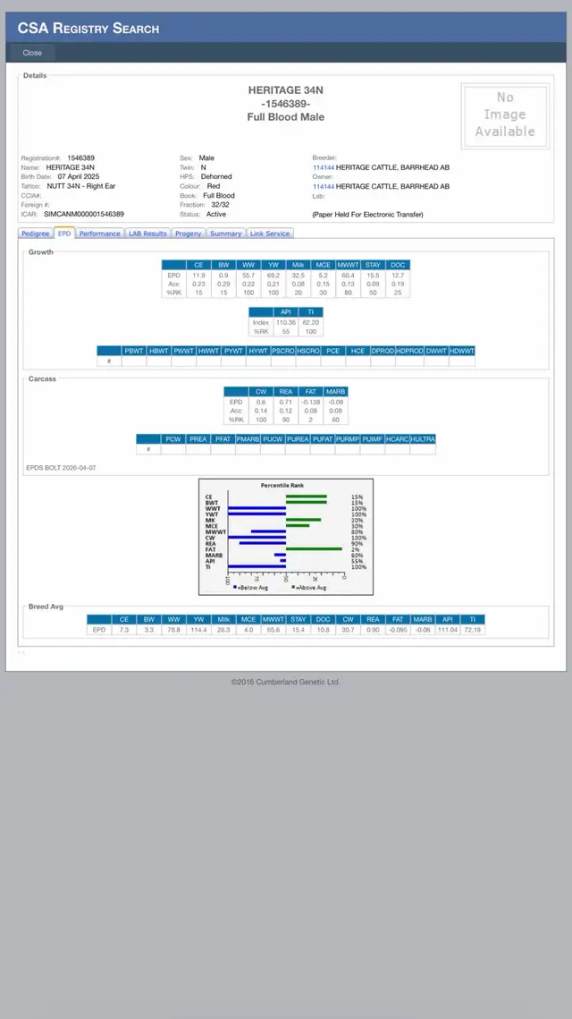 yearling Simmental Bull - Photo 6