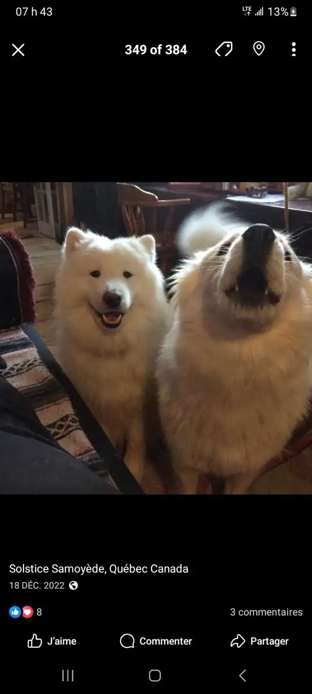 Chiots Samoyedes CCC