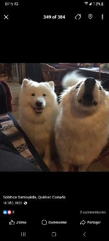 Chiots Samoyedes CCC