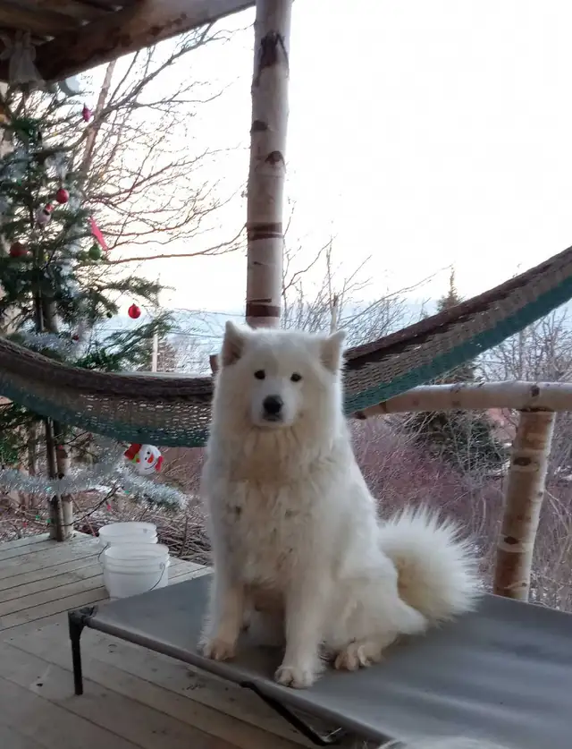 Chiots Samoyedes CCC - Photo 2