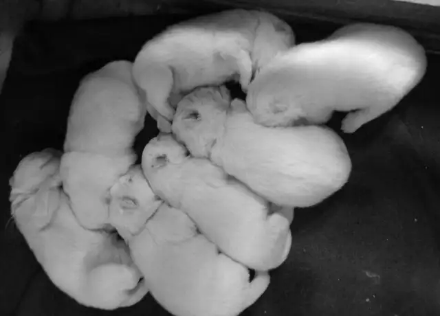 Chiots Samoyedes CCC - Photo 3