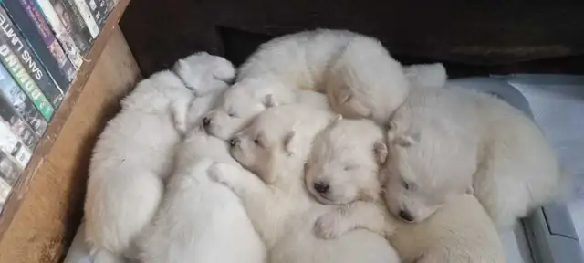 Chiots Samoyedes CCC - Photo 4