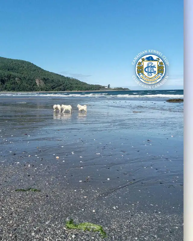 Chiots Samoyedes CCC - Photo 5