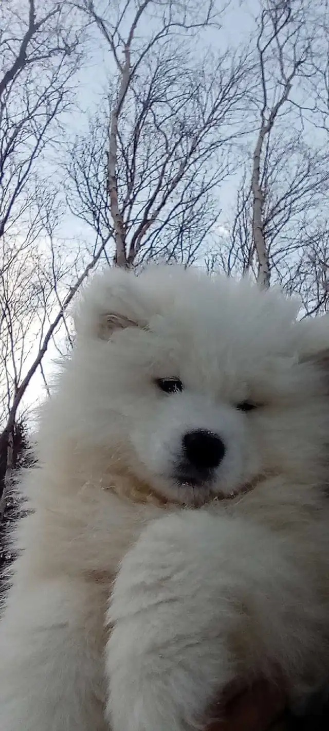 Chiots Samoyedes CCC - Photo 6